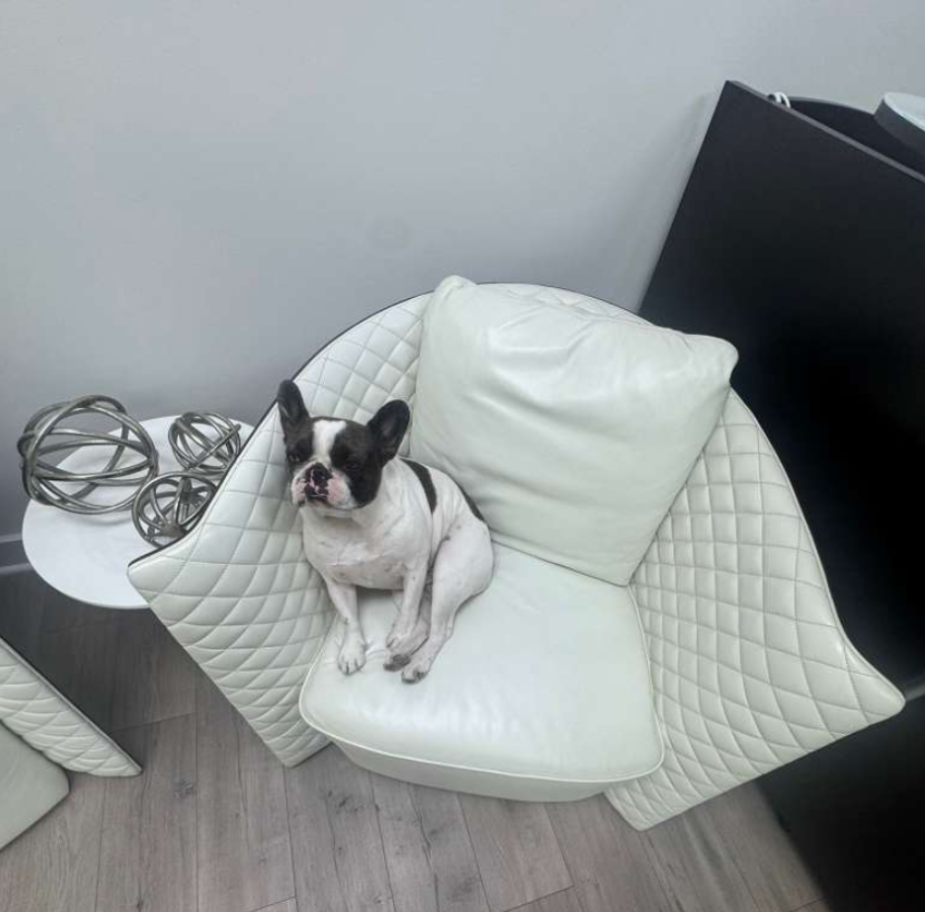 Dog at the office